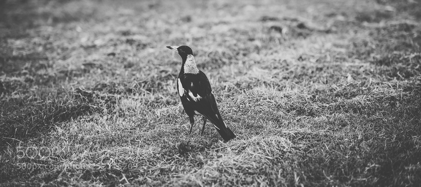 Nikon D800 sample photo. Australian magpie outdoors photography