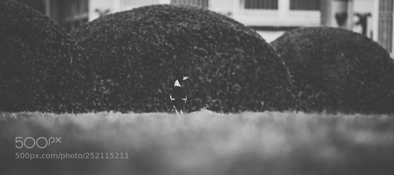 Nikon D800 sample photo. Australian magpie outdoors photography