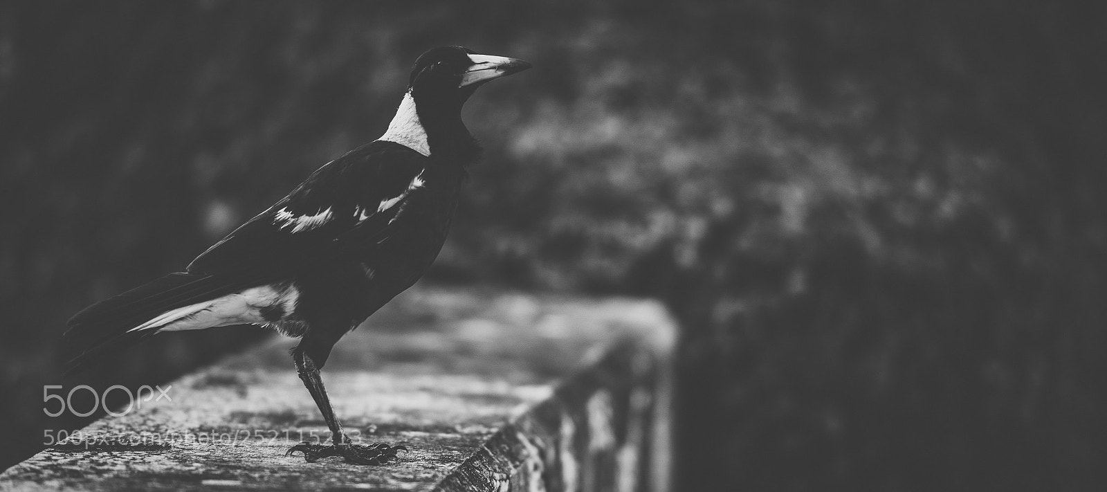 Nikon D800 sample photo. Australian magpie outdoors photography
