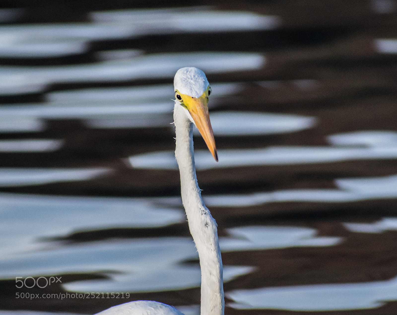 Nikon D3400 sample photo. Great white heron photography