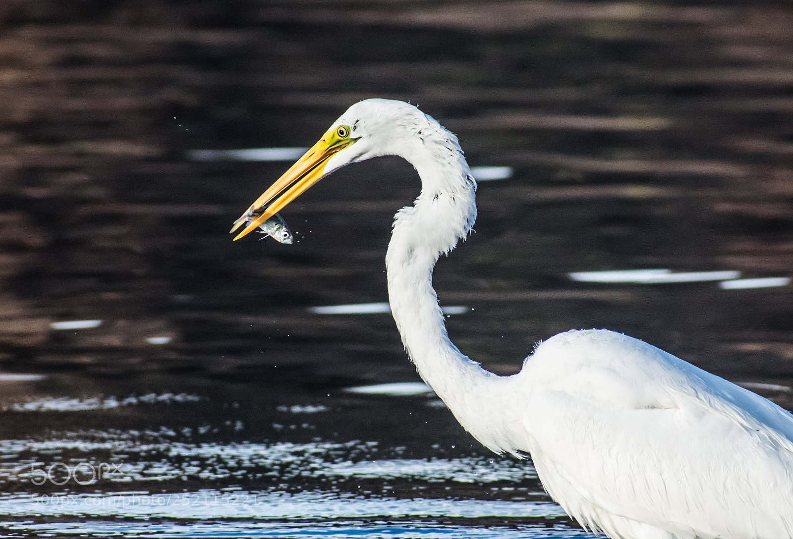 Nikon D3400 sample photo. Great white heron with photography