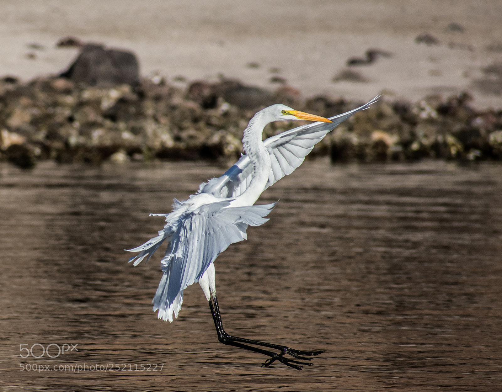 Nikon D3400 sample photo. Great white heron landing photography