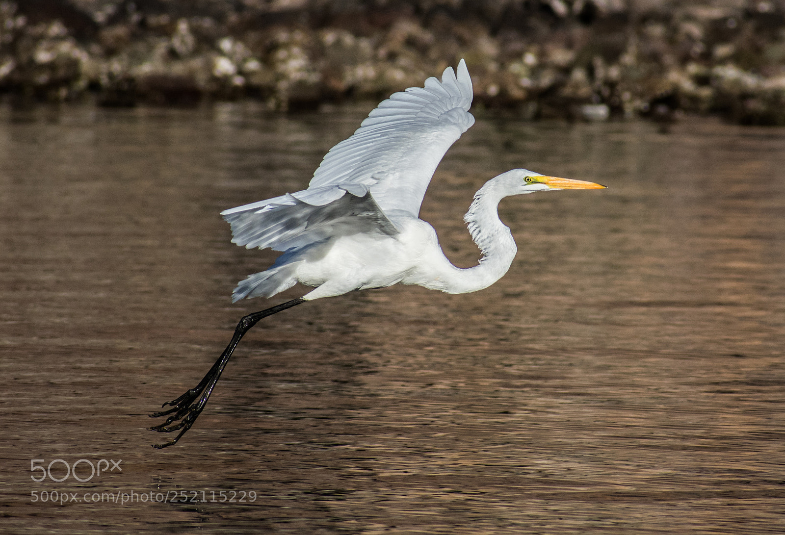 Nikon D3400 sample photo. Great white heron landing photography