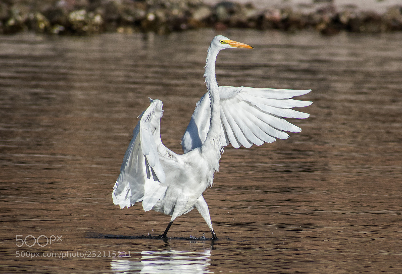 Nikon D3400 sample photo. Great white heron landing photography