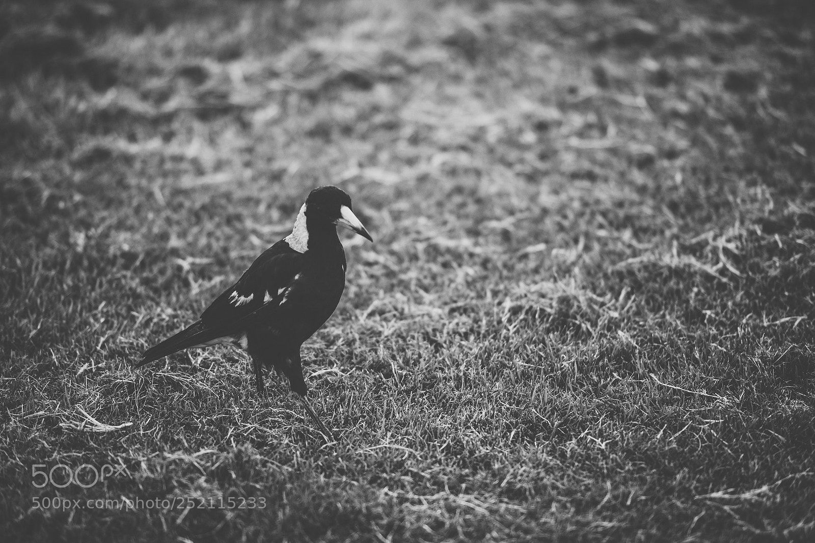 Nikon D800 sample photo. Australian magpie outdoors photography