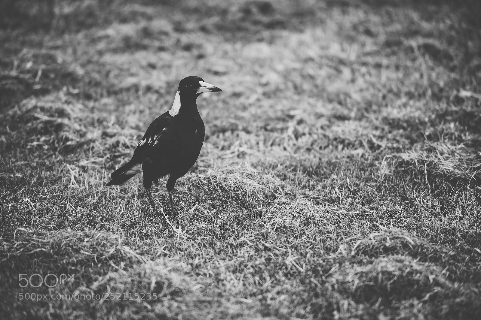 Nikon D800 sample photo. Australian magpie outdoors photography