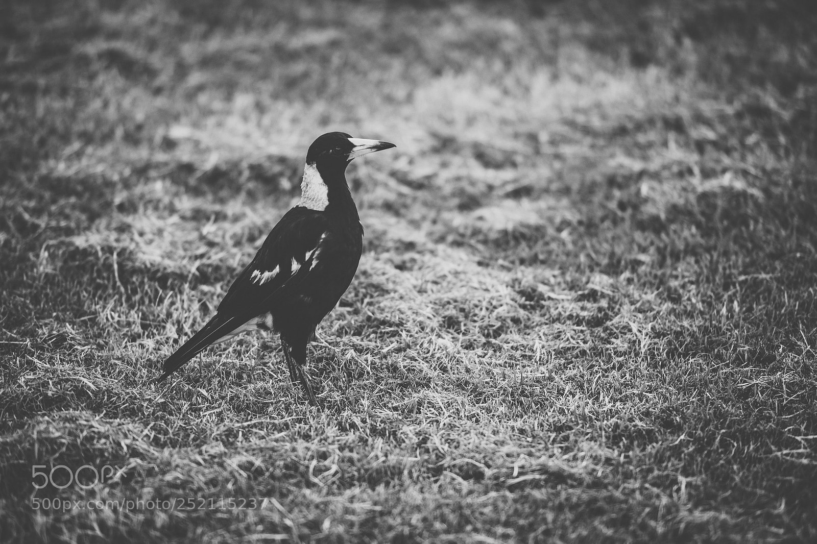 Nikon D800 sample photo. Australian magpie outdoors photography