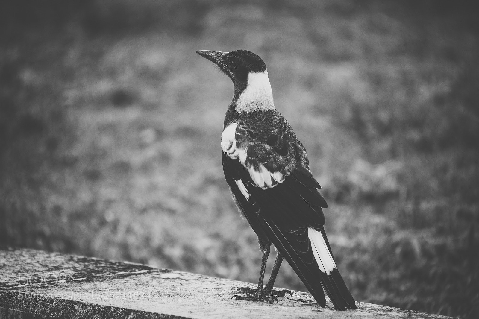Nikon D800 sample photo. Australian magpie outdoors photography