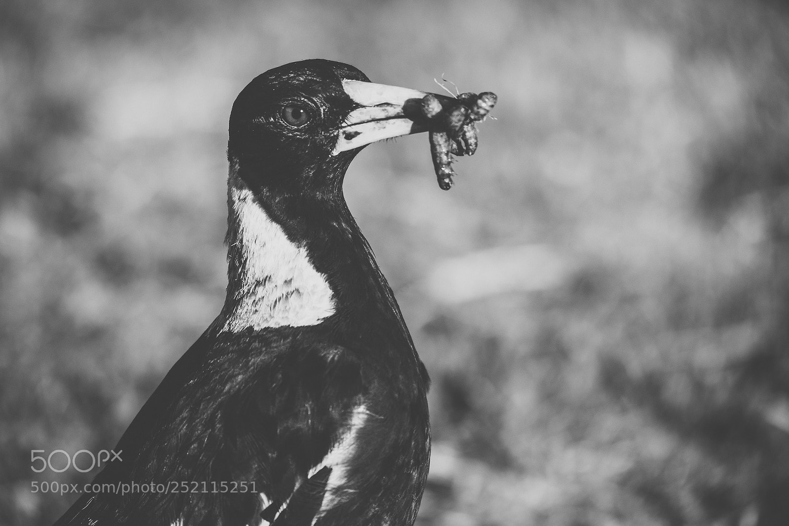 Nikon D800 sample photo. Australian magpie outdoors photography