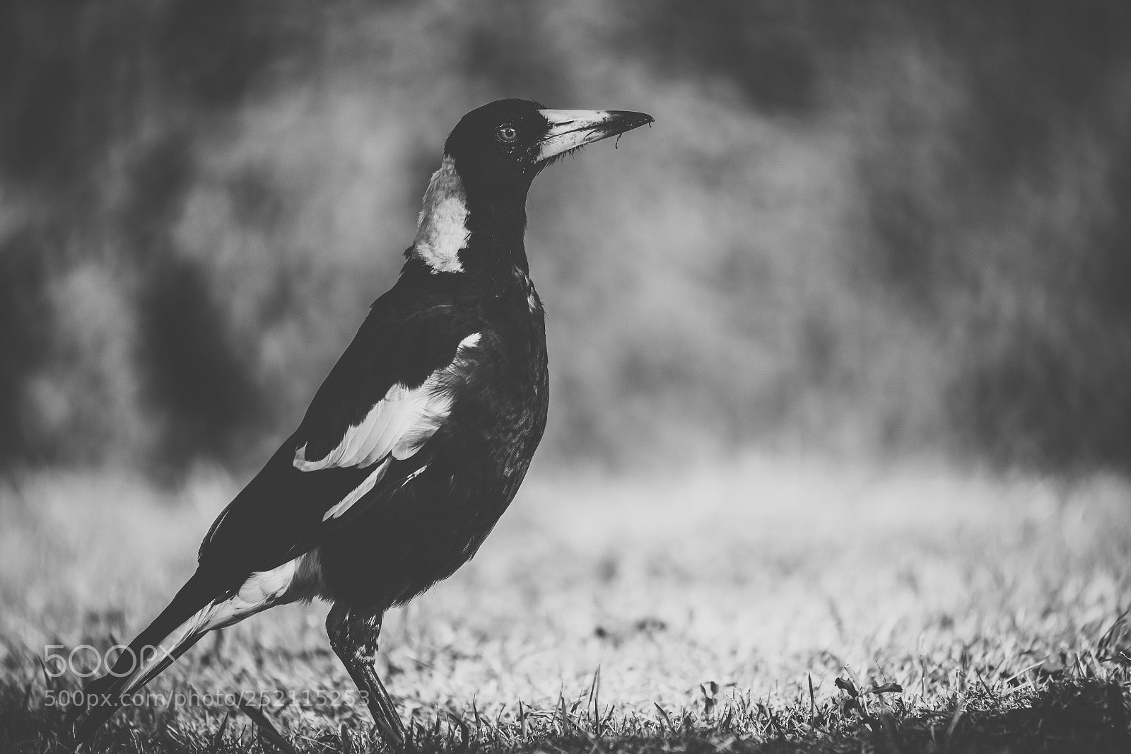 Nikon D800 sample photo. Australian magpie outdoors photography