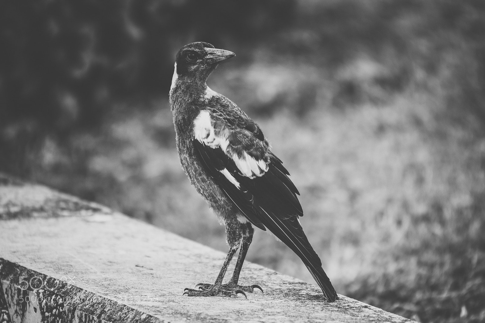 Nikon D800 sample photo. Australian magpie outdoors photography