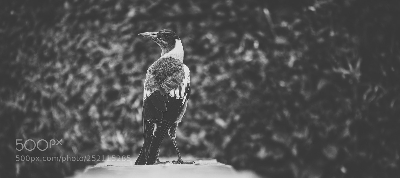 Nikon D800 sample photo. Australian magpie outdoors photography
