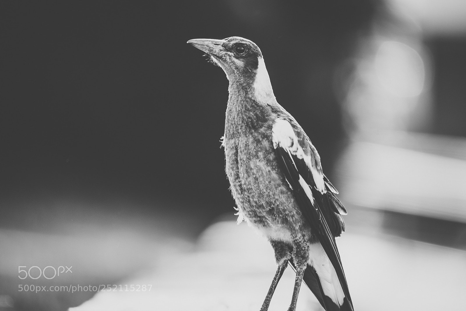 Nikon D800 sample photo. Australian magpie outdoors photography