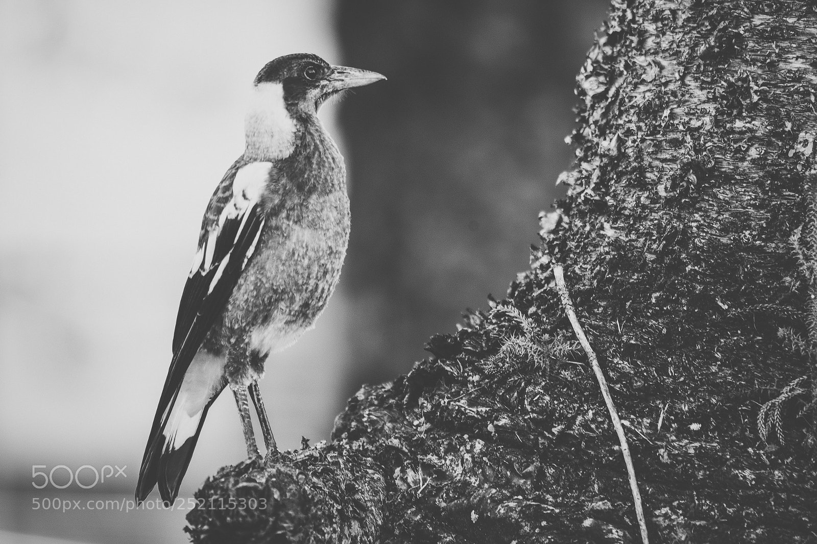 Nikon D800 sample photo. Australian magpie outdoors photography