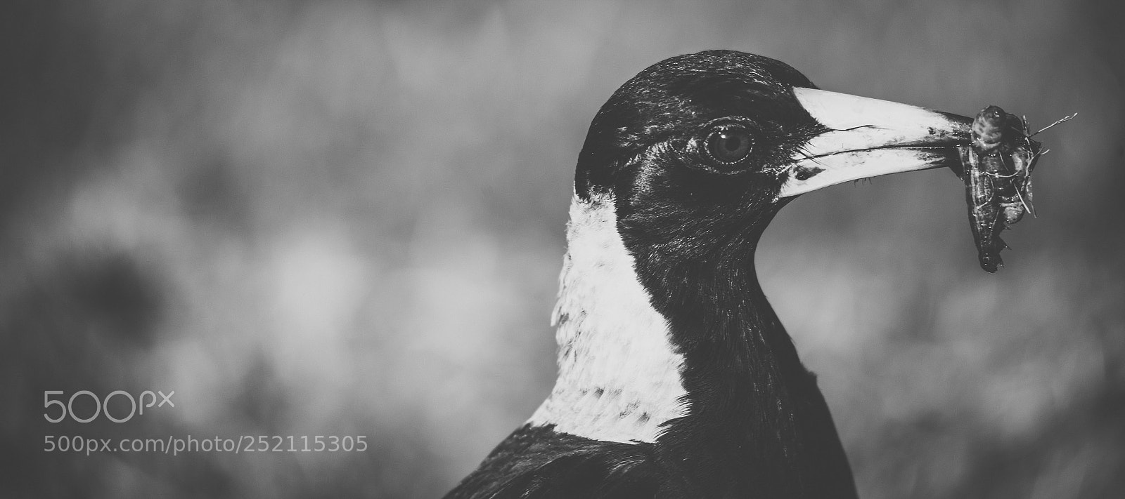Nikon D800 sample photo. Australian magpie outdoors photography