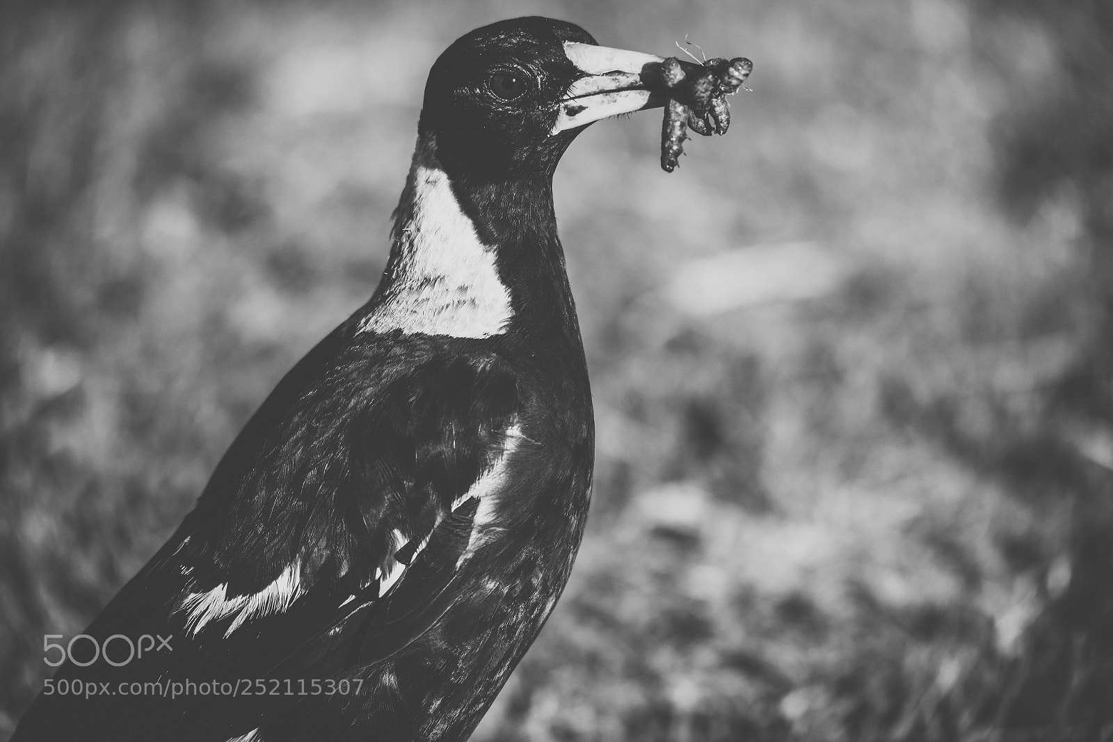 Nikon D800 sample photo. Australian magpie outdoors photography