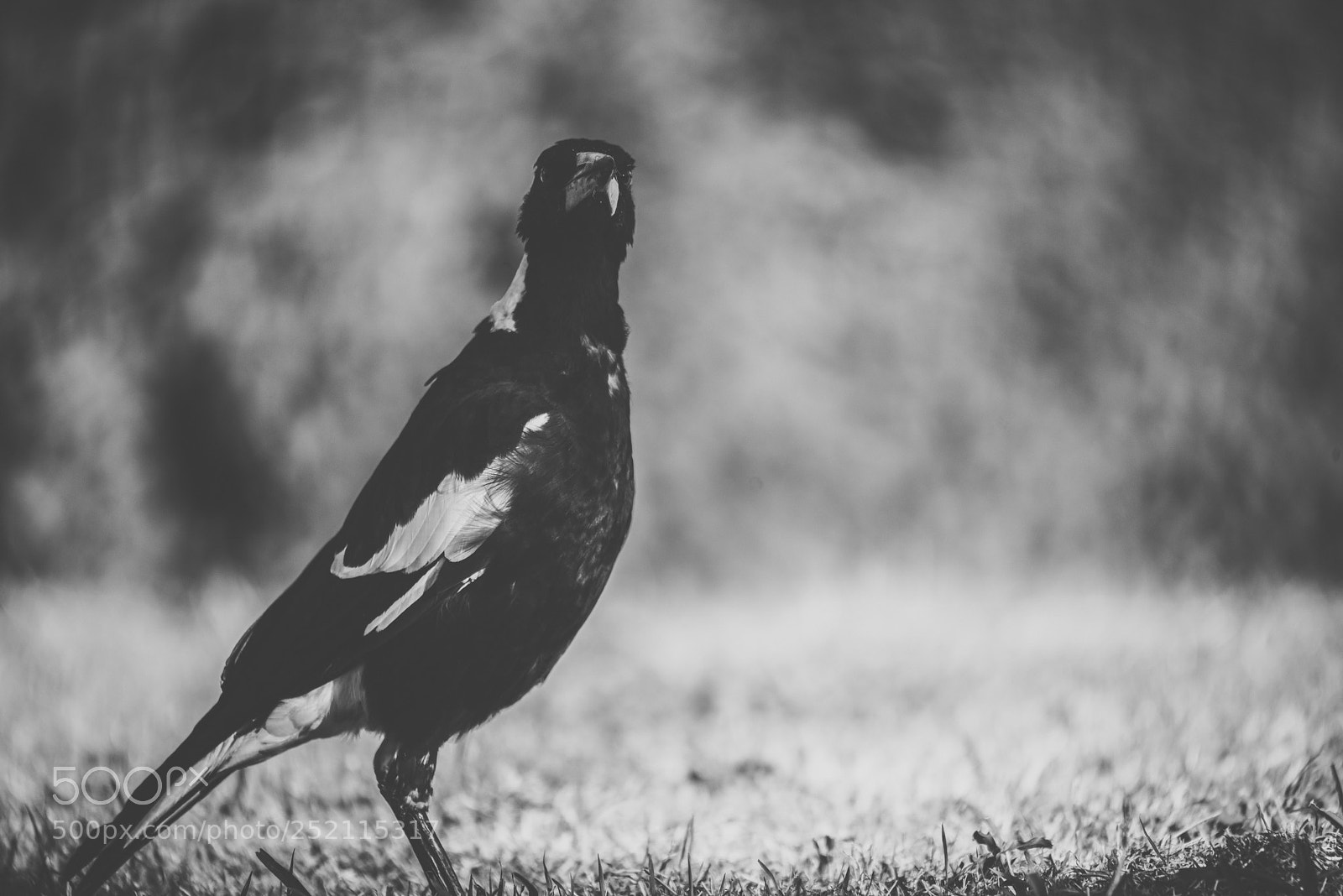 Nikon D800 sample photo. Australian magpie outdoors photography