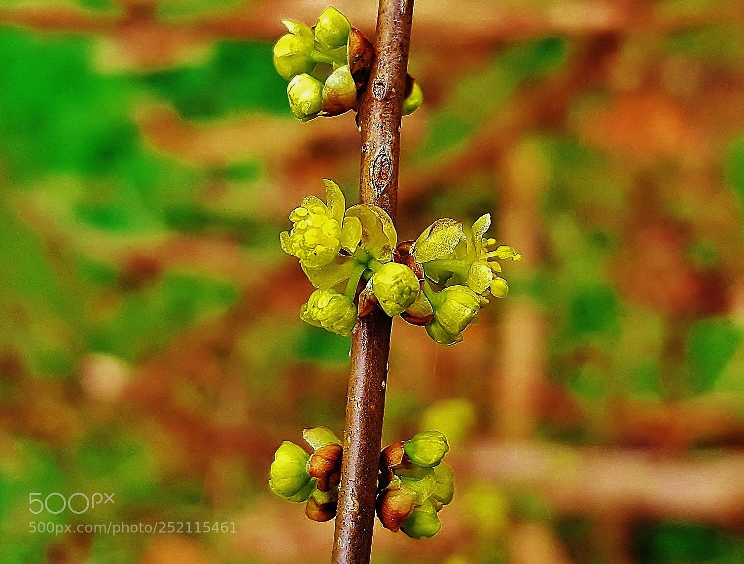 Samsung Galaxy S6 sample photo. Spicebush flowers 2018 photography