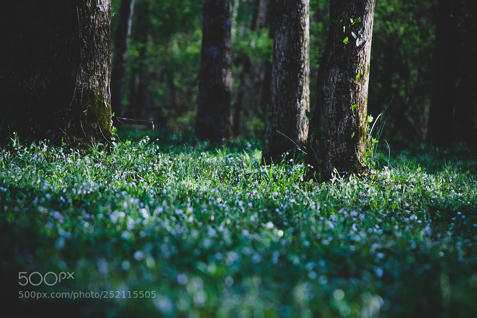 Canon EOS 7D sample photo. Whimsical spring photography