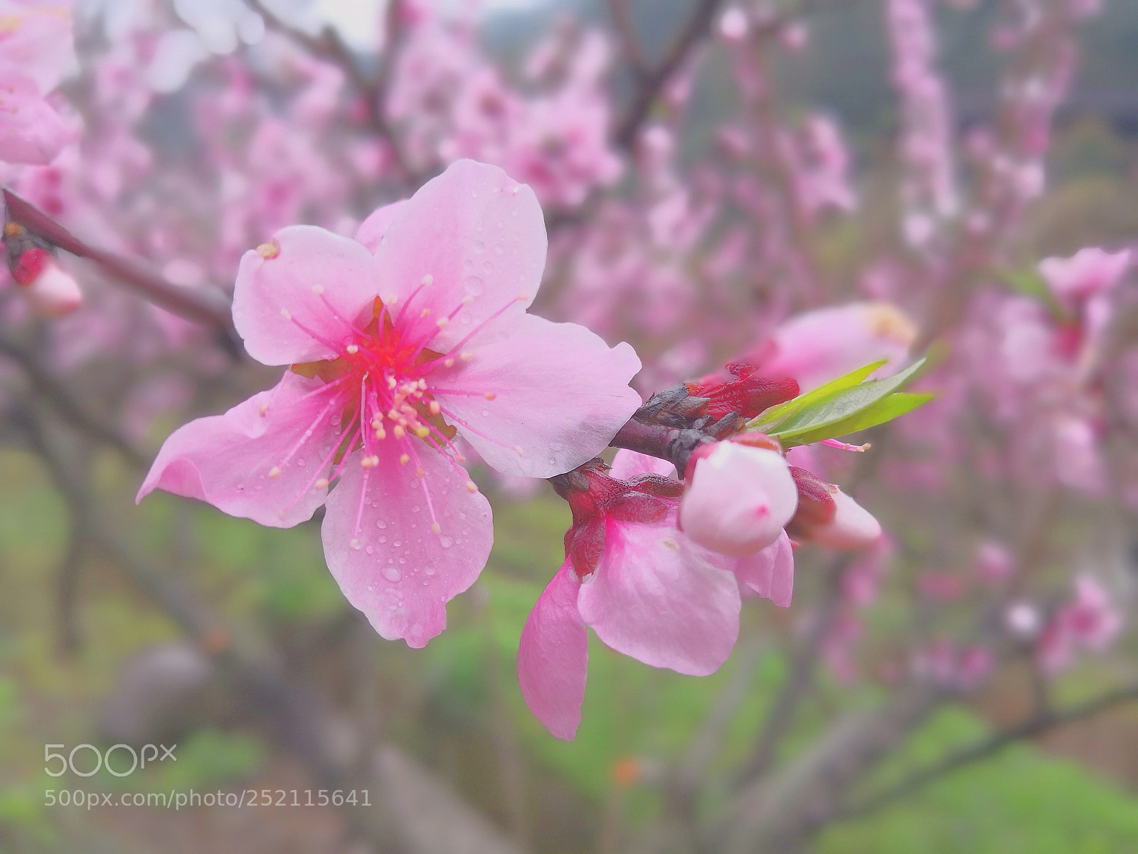 HUAWEI Mate 10 sample photo. Untitled photography