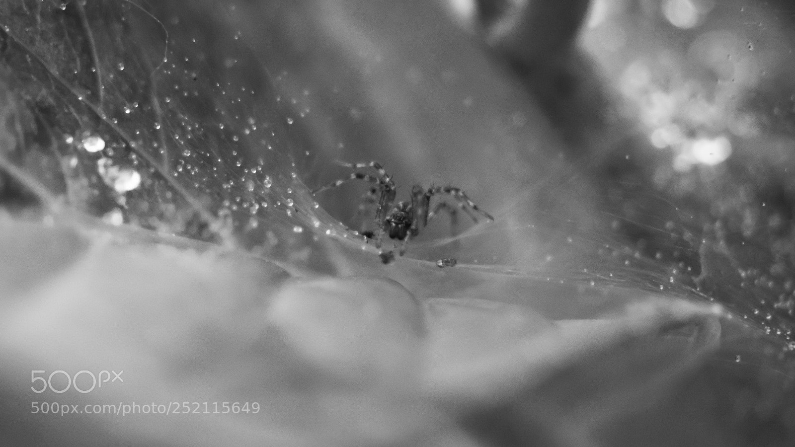 Olympus OM-D E-M5 sample photo. Spider photography