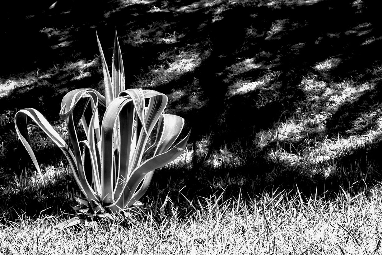 Canon EOS 5D Mark II sample photo. Untitled photography