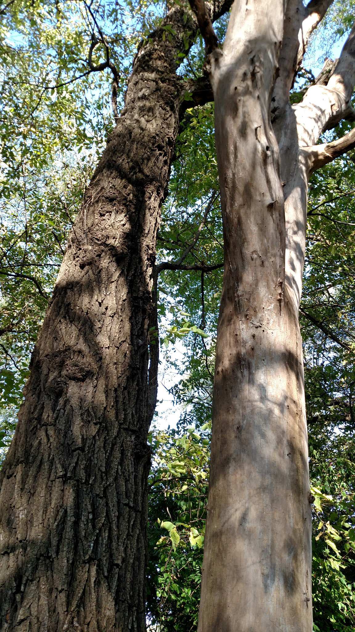 Motorola Droid Turbo sample photo. Img_20171018_103038158.jpg photography