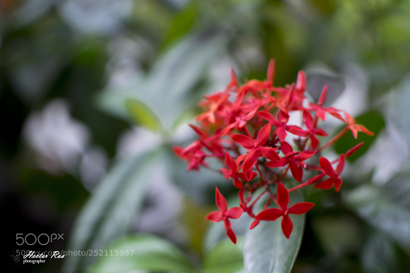 Nikon D5300 sample photo. Petal photography