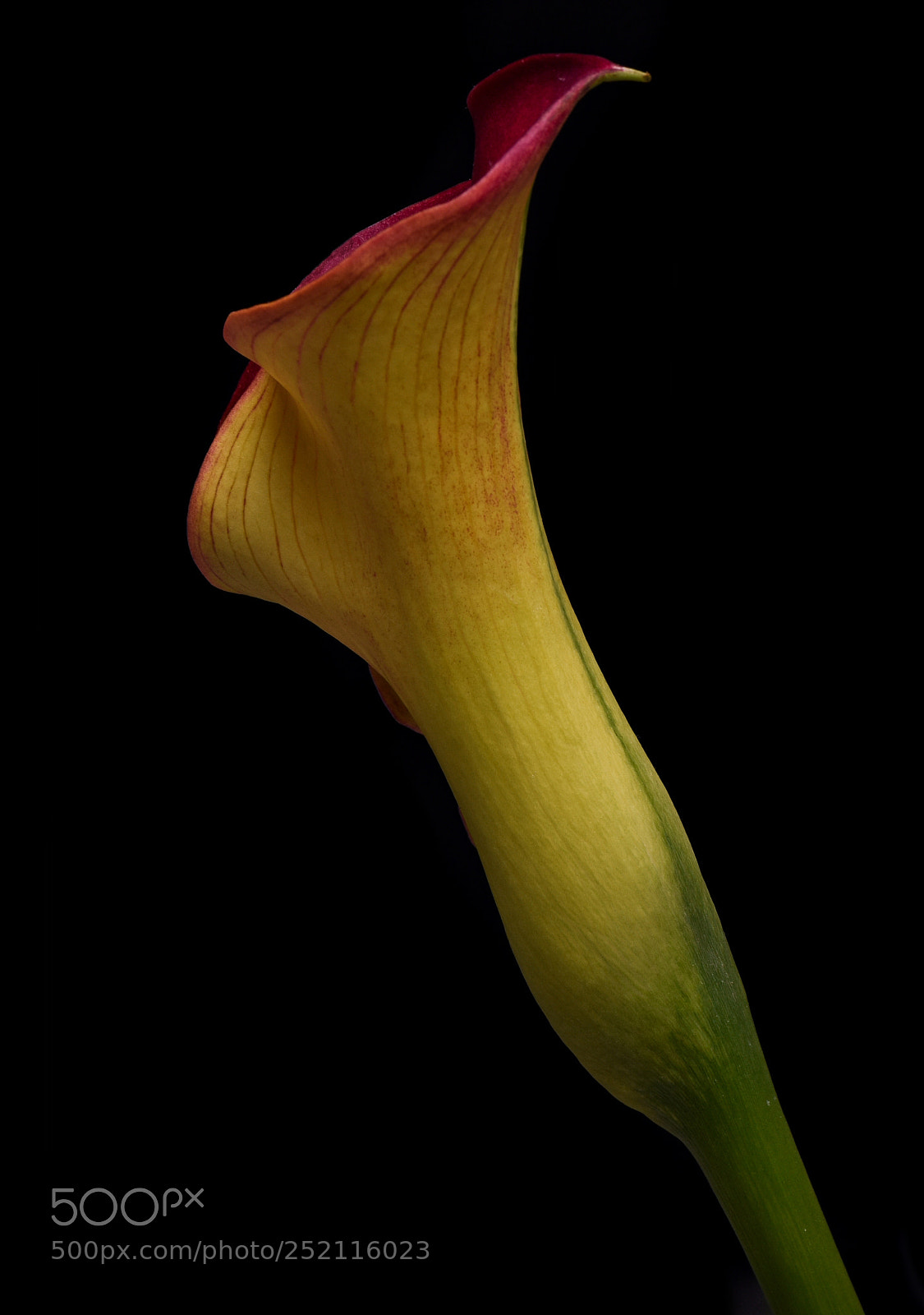 Nikon D810 sample photo. Calla lily iii photography