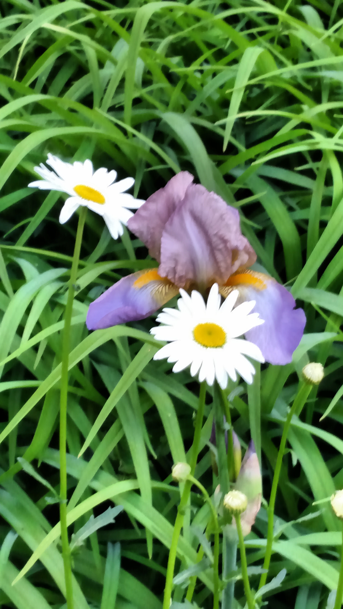 Motorola Droid Turbo sample photo. Img_20170507_183404622.jpg photography