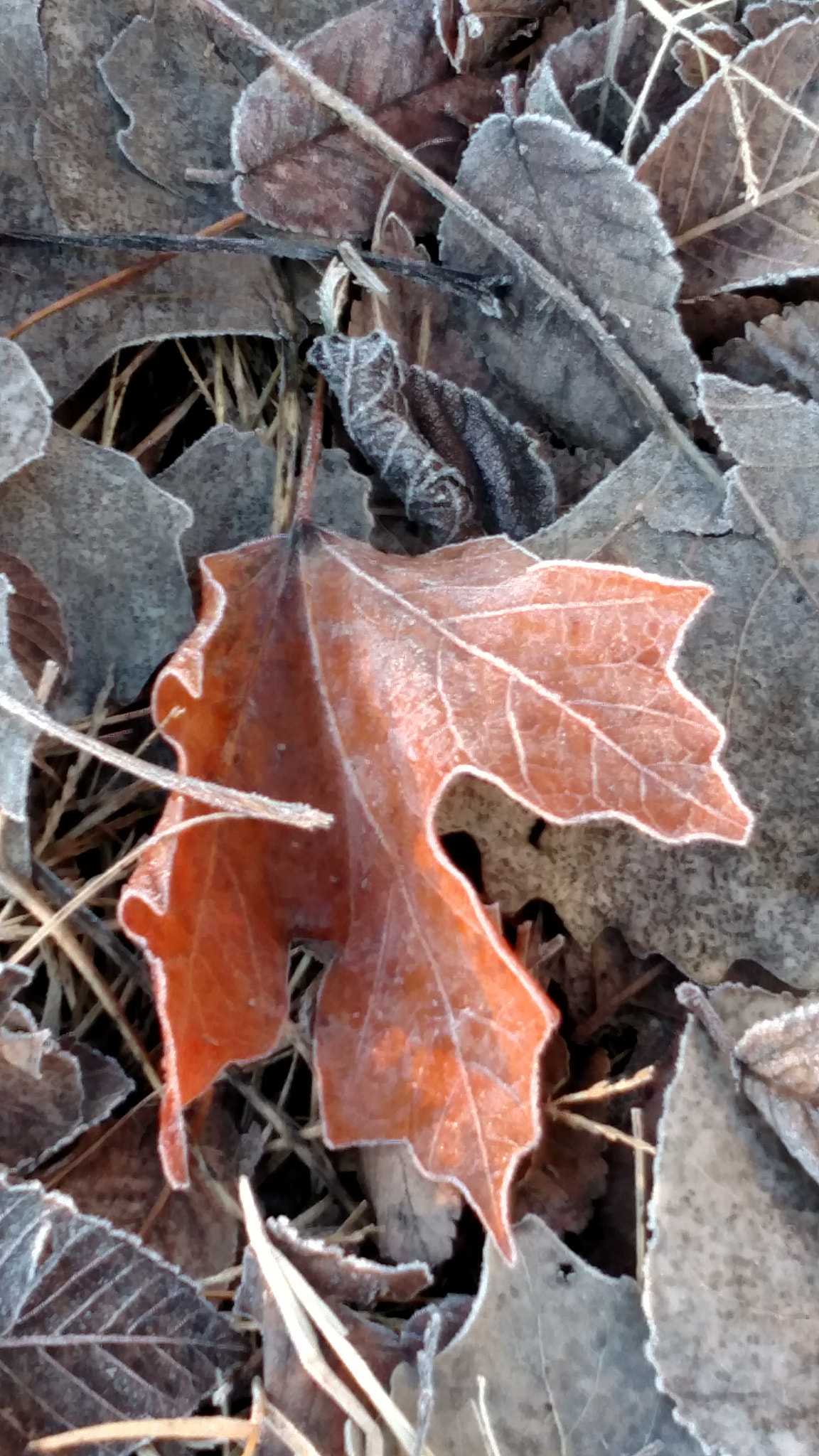 Motorola Droid Turbo sample photo. Img_20170121_080634534.jpg photography