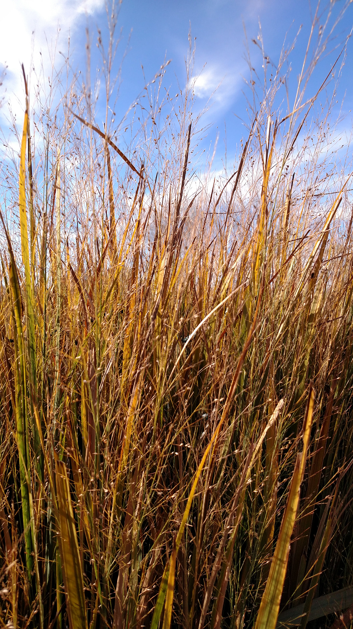 Motorola Droid Turbo sample photo. Img_20161116_105651067.jpg photography