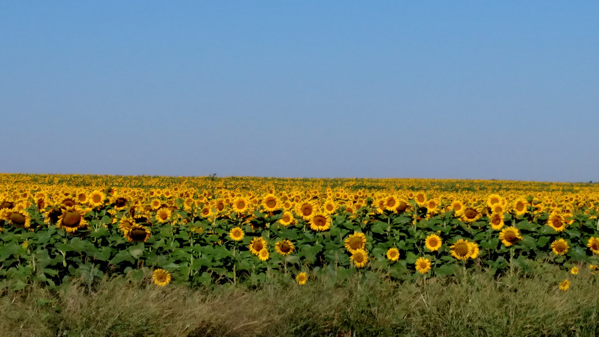 Motorola Droid Turbo sample photo. Img_20160923_104404516.jpg photography