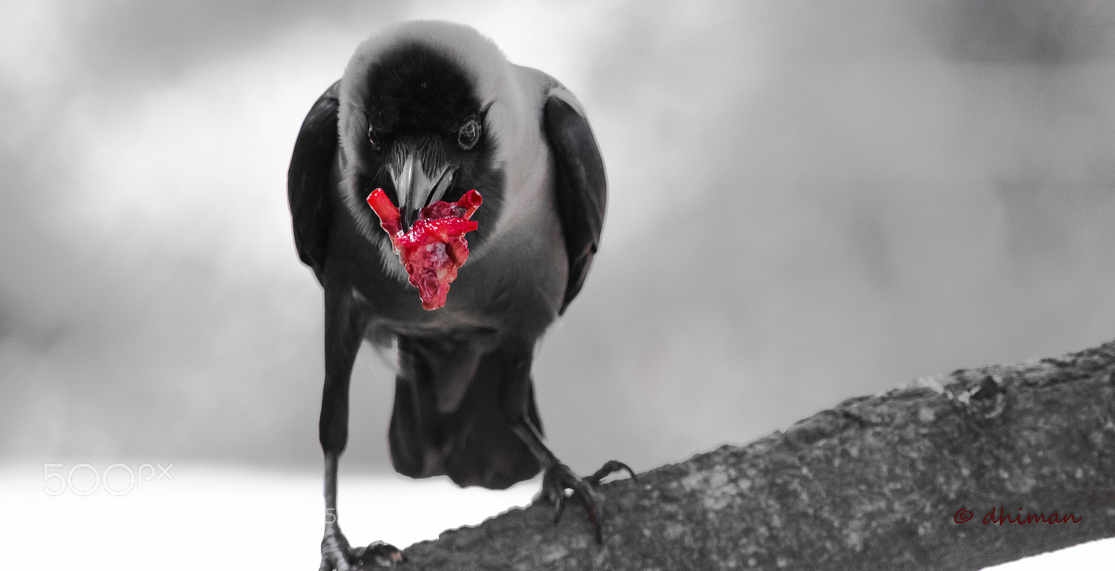 Nikon D7100 sample photo. And the crow once photography