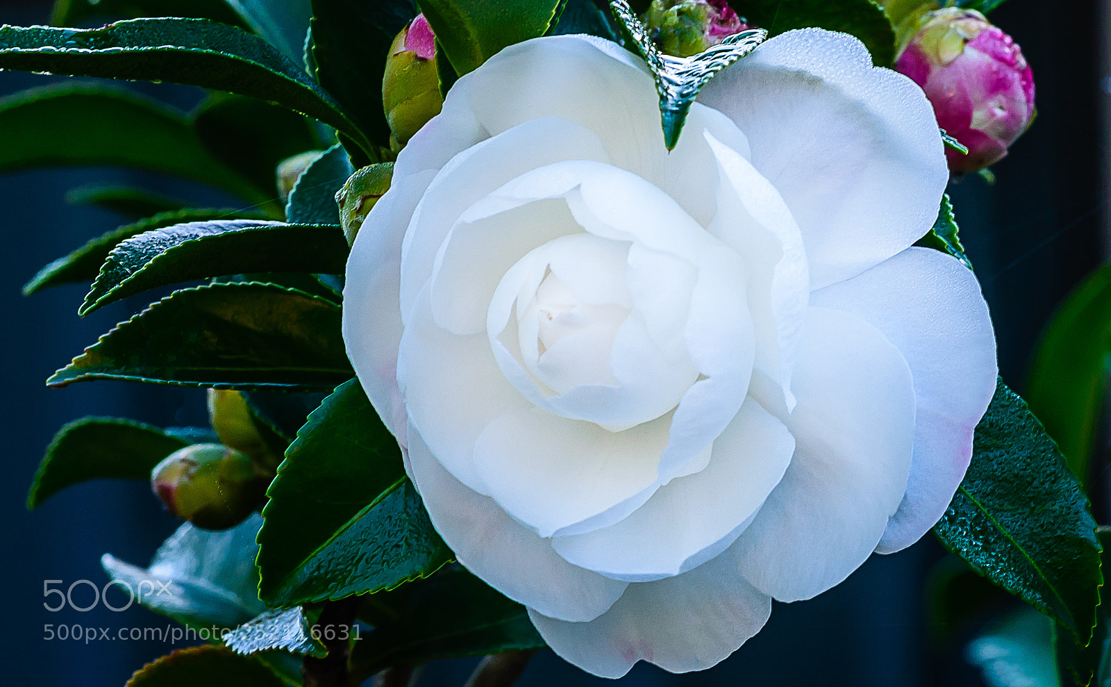 Nikon D610 sample photo. Camelia photography