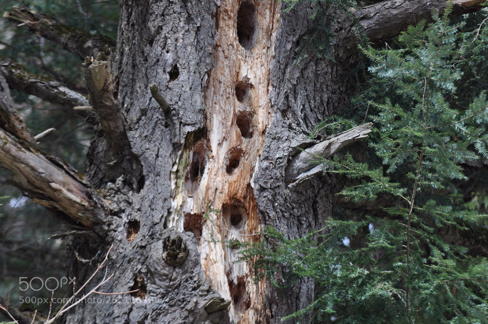 Nikon D5000 sample photo. Woody condos  photography