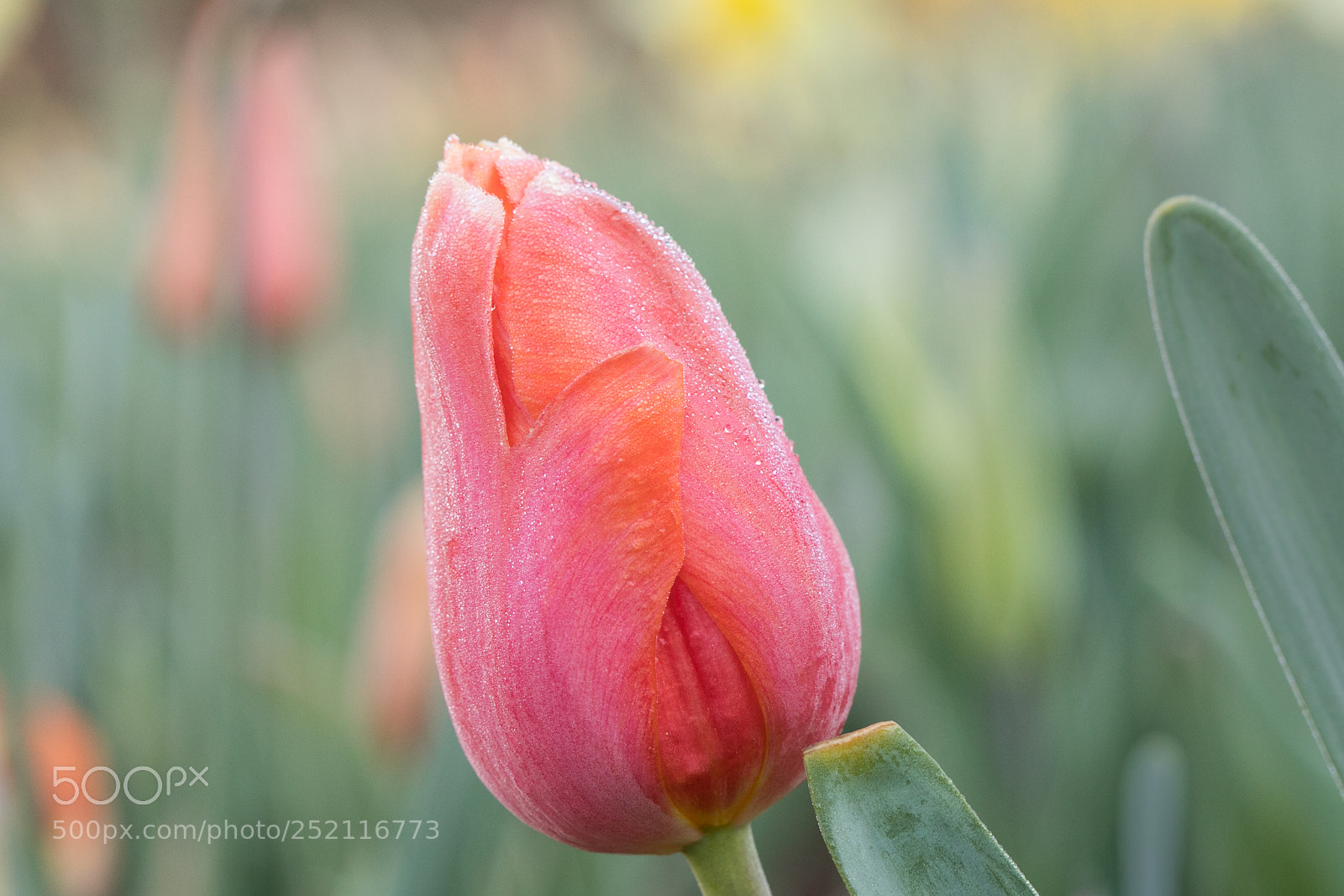 Canon EOS 5D Mark IV sample photo. Morning crispness photography