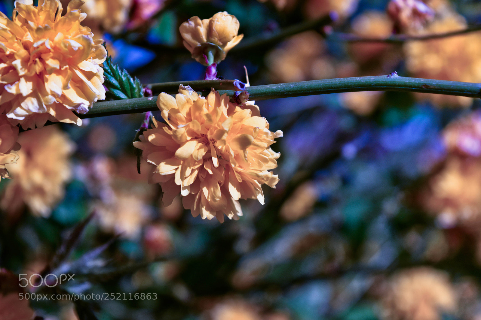Nikon D5500 sample photo. Sereine photography