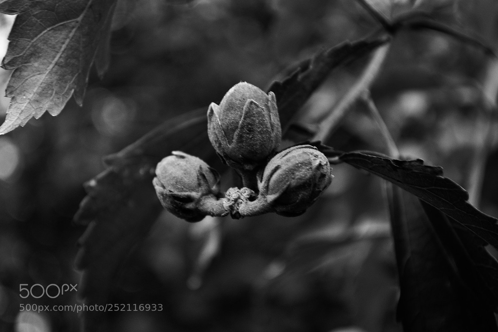 Nikon D3100 sample photo. Untitled photography