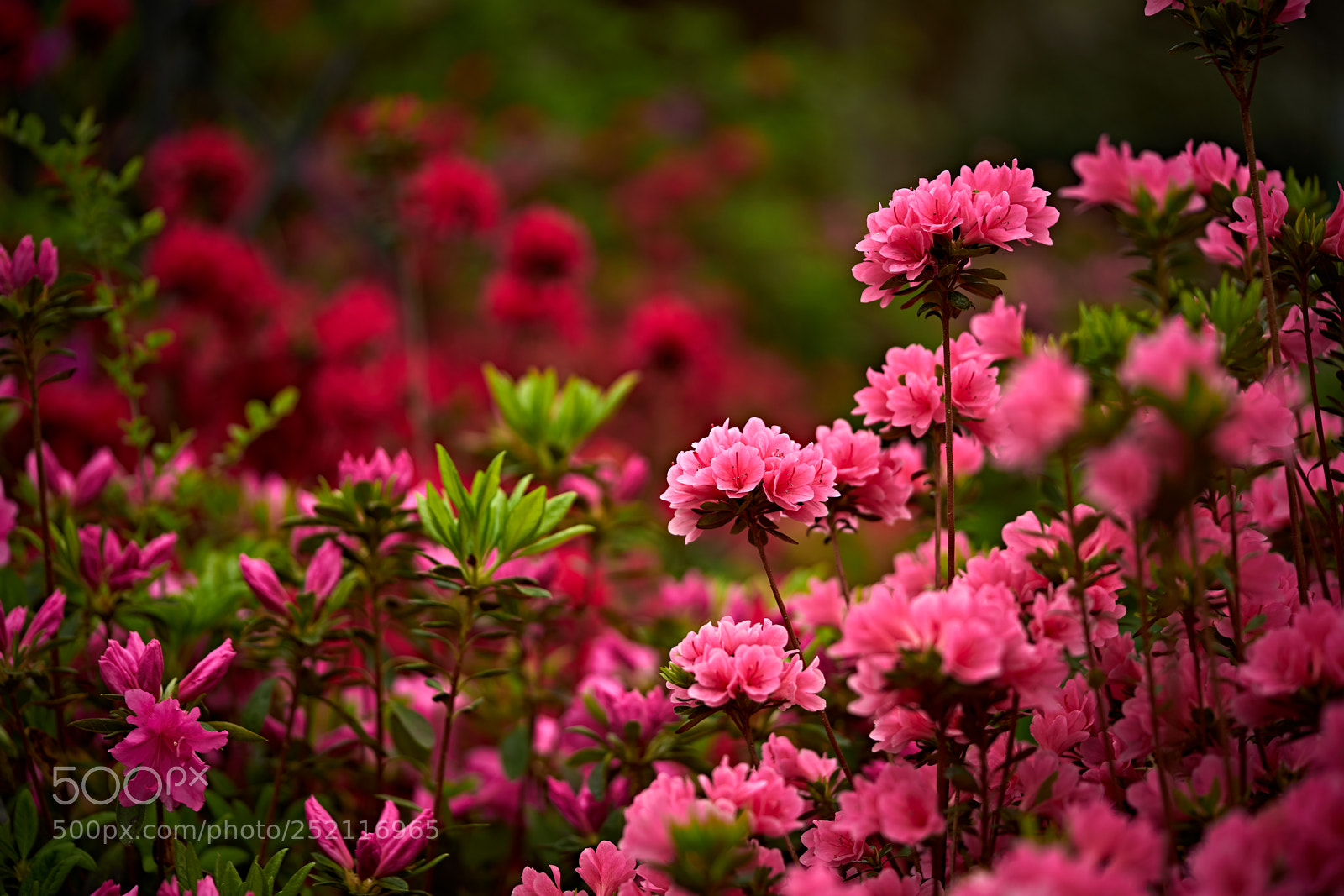 Sony a7 II sample photo. Azaleas photography