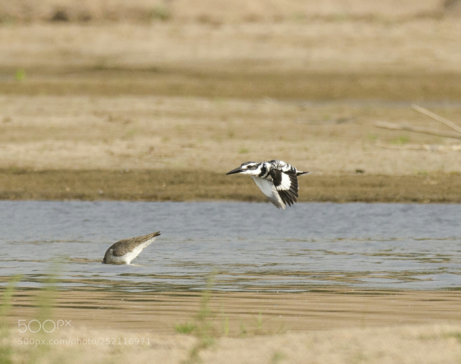Nikon D5100 sample photo. Pied kingfisher in flight photography