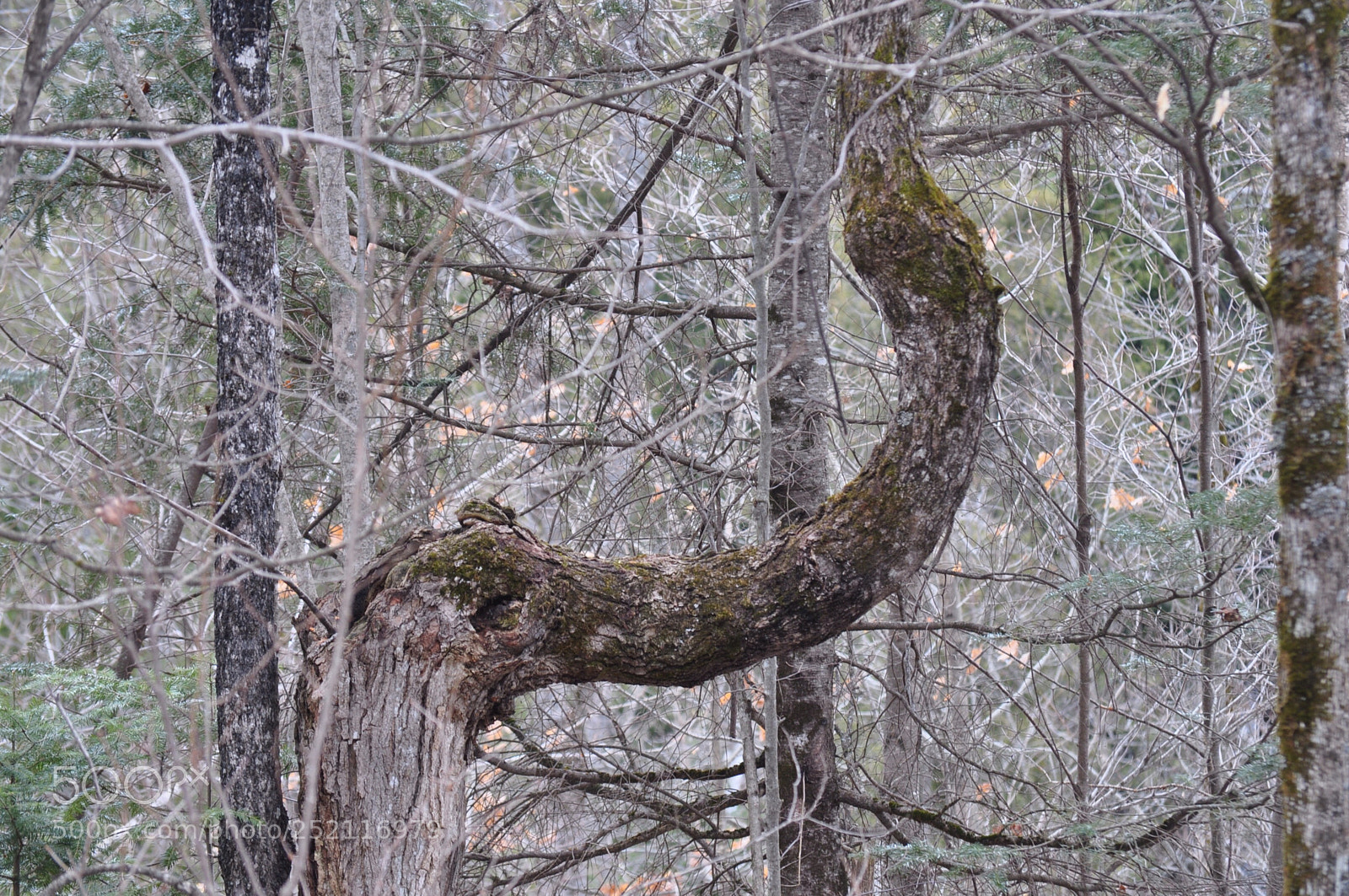 Nikon D5000 sample photo. Wooden python ? photography