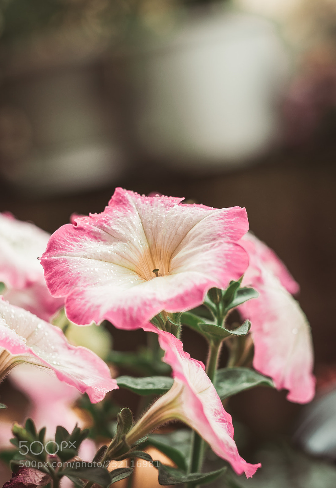 Nikon D810 sample photo. Untitled photography