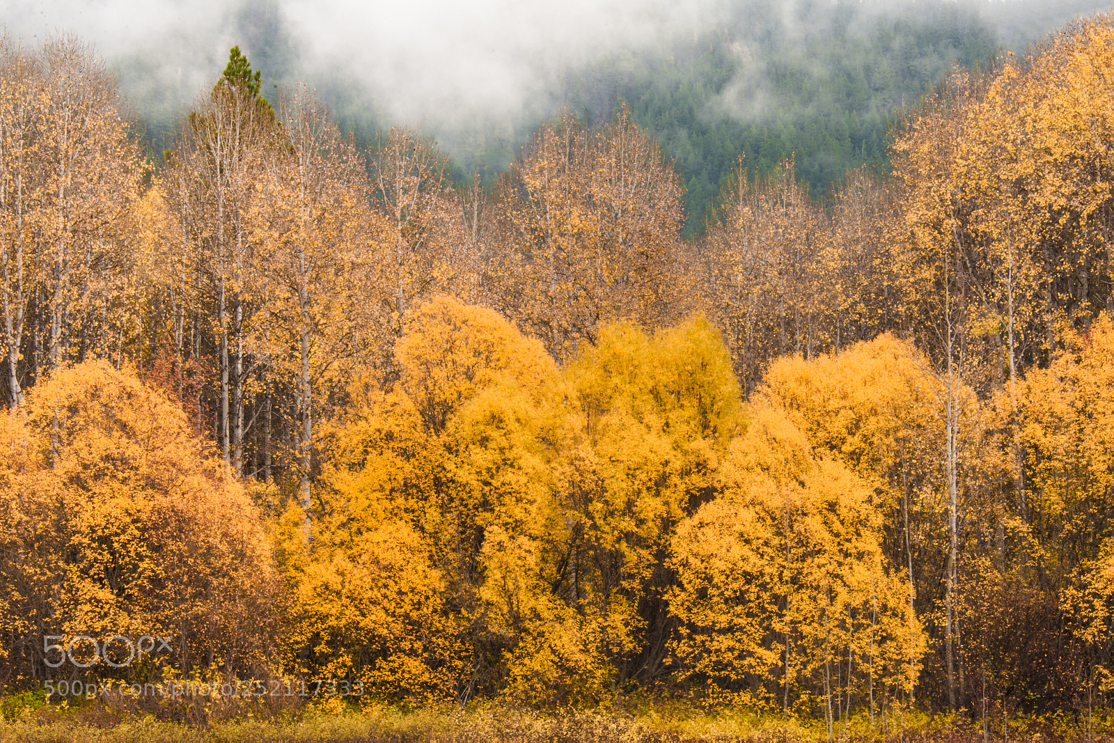 Nikon D700 sample photo. Autumn leaf color, leavenworth photography
