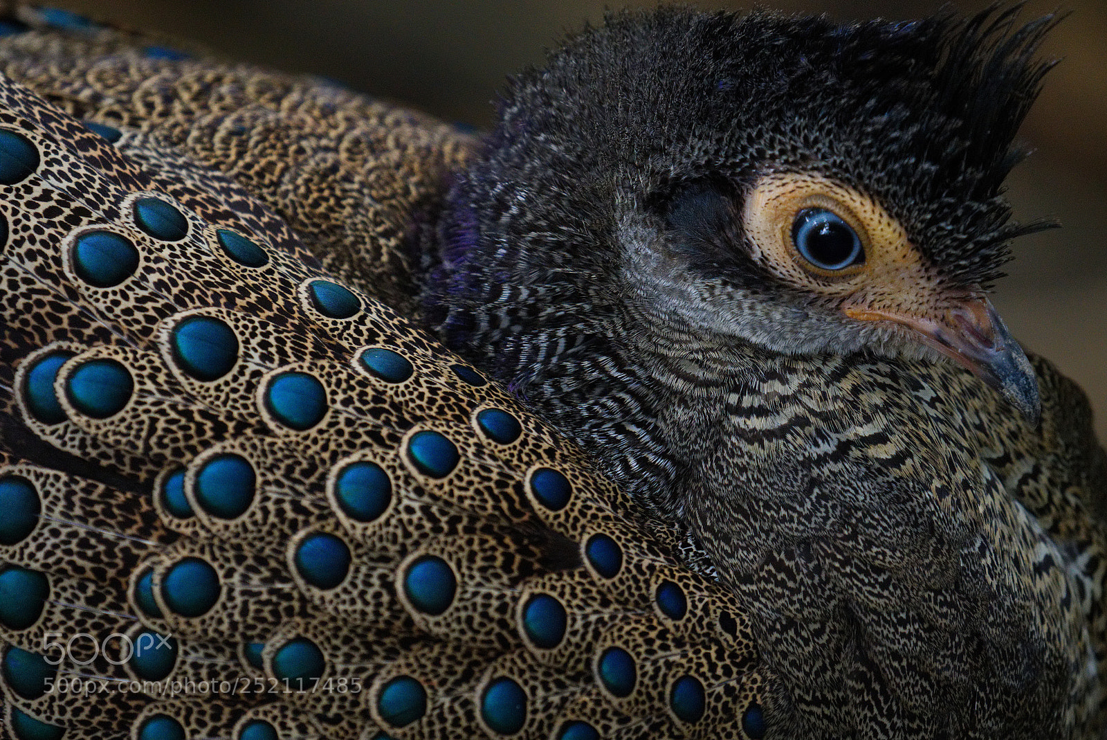 Sony a6500 sample photo. I am malayan peacock-pheasant photography