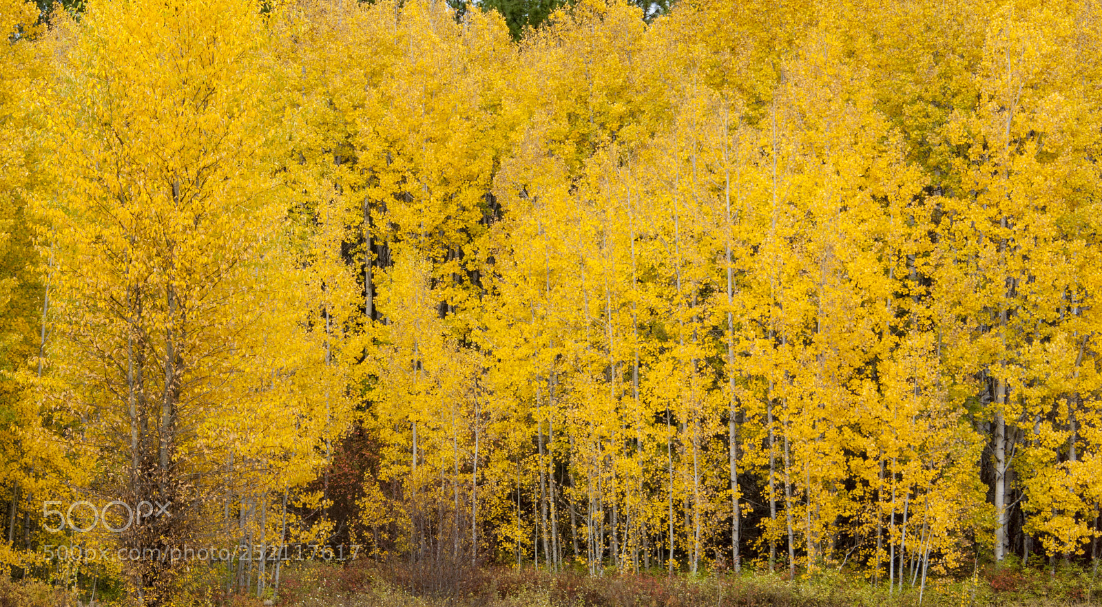 Nikon D700 sample photo. Autumn leaf color, leavenworth photography