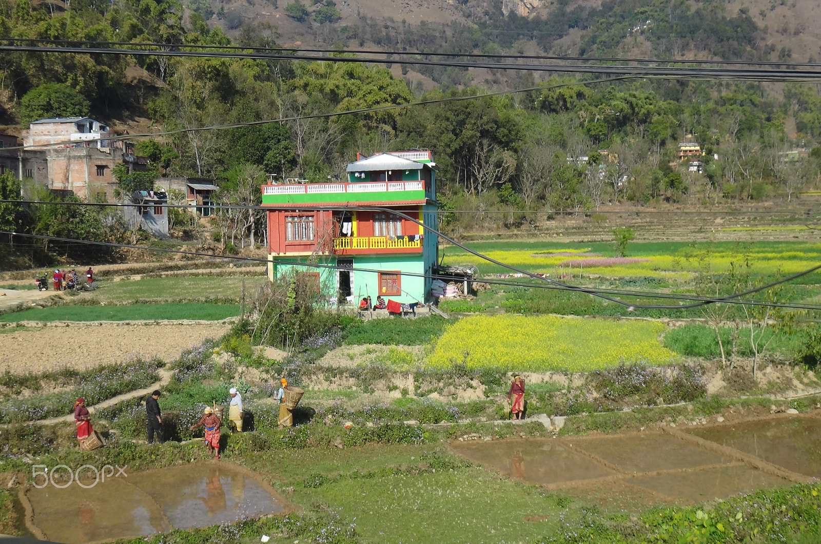 Sony Cyber-shot DSC-TX10 sample photo. Harvesting the rice in the paddy field. photography