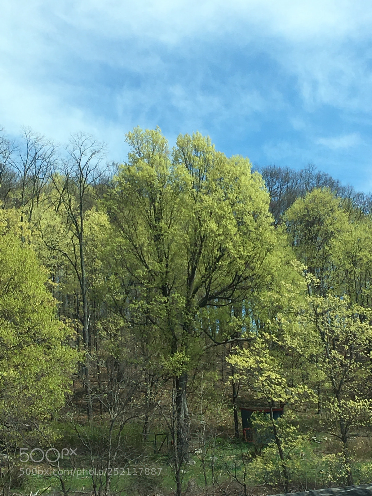 Apple iPhone 6s sample photo. Spring photography