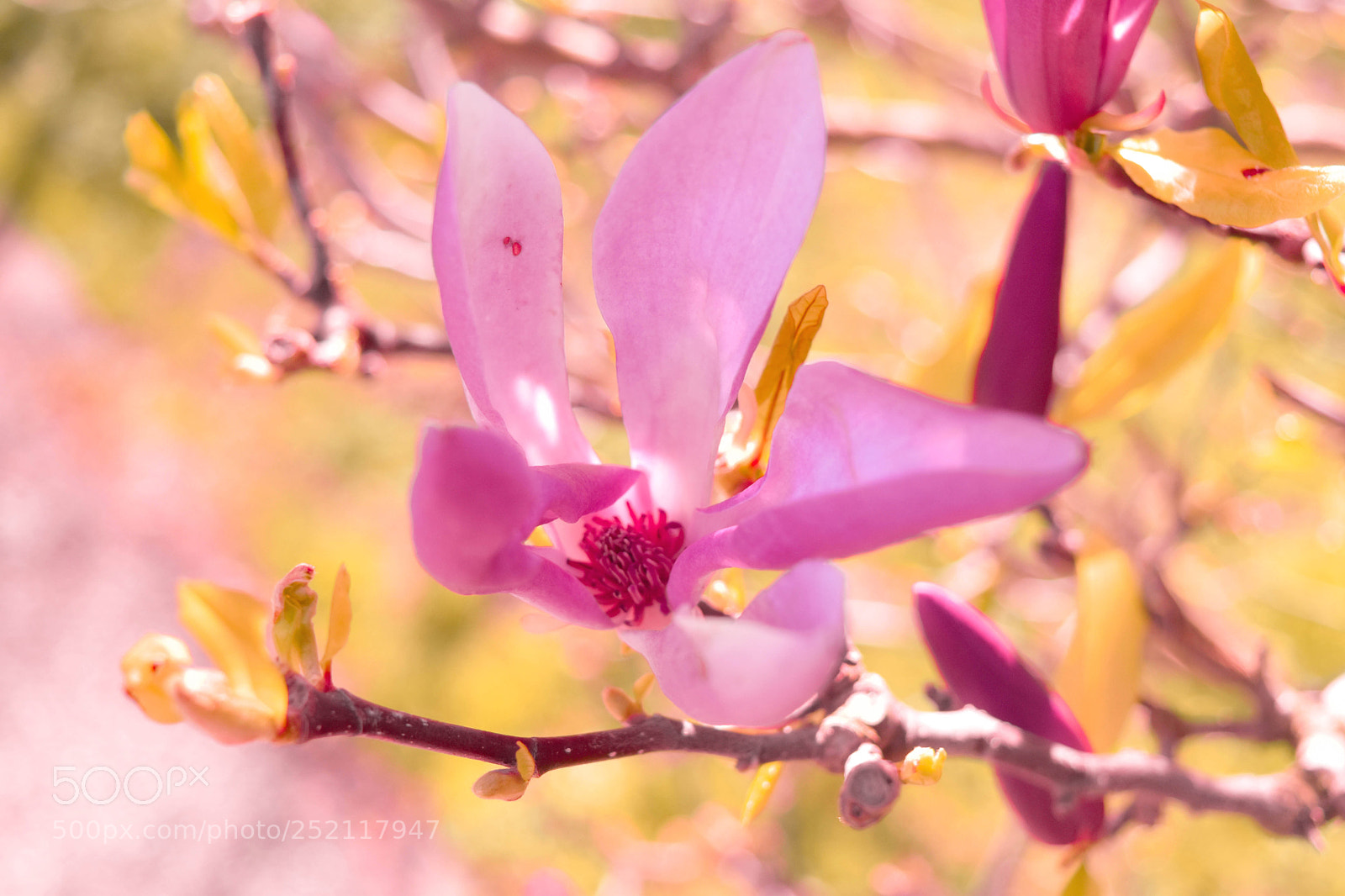 Nikon D5500 sample photo. Libertée photography
