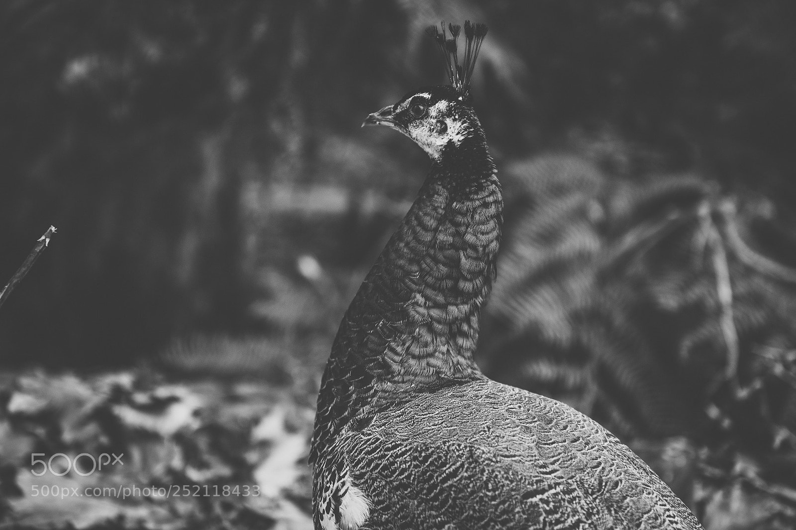 Nikon D800 sample photo. Beautiful peacock outdoors in photography